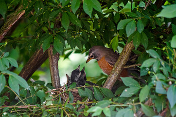 Closeup of a robin feeding their baby birds (in a nest)