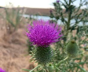 Close up blooming Bull thistle growing on a lake shore at summer. Also known as Spear thistle, Cirsium vulgare and Common thistle