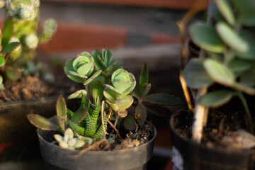 succulent plant