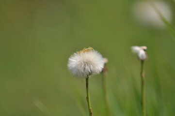 spring, flower, blowball