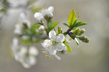 spring, flowers
