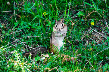 Chipmunk in the grass (closeup)