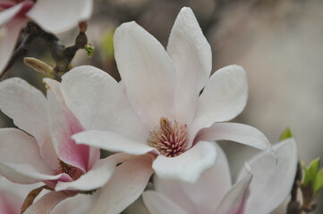 spring, magnolia tree, flower
