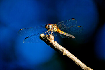 Closeup of a dragonfly on a branch (on a smooth blue background)