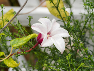 Clematis texensis | Clématite du texas 'Princess Kate', une variété horticole de petites clématites à fleurs étoilées en clochettes retombantes au coeur d'étamines pourpres