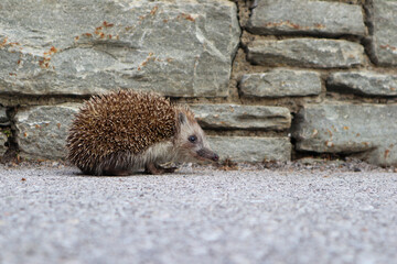 Igel