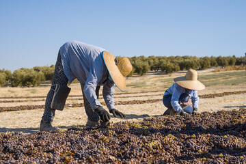 Naklejka na ściany i meble trabajadores secando las uvas al sol para la elaboración de vino Pedro Ximenez