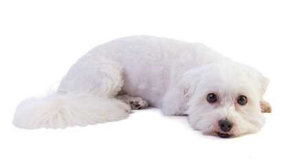 Coton de Tulear is lying