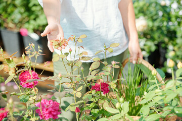 Hand of young contemporary female gardener holding leaves of growing roses