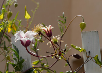 Clématites du texas (Clematis texensis) aux fleurs de couleur blanche et pourpre, coeur et...