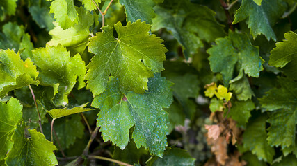 racimos de uva variedad pedro Ximenez  en viñedos de Andalucía España