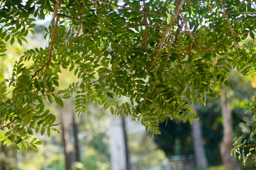 um ramo de belas folhas verdes