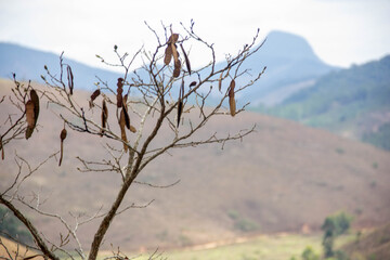 tree in the mountains