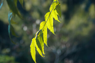 um ramo de belas folhas verdes