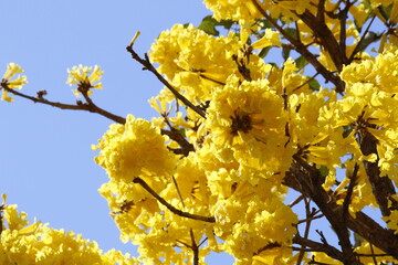 Árbol de Tajy Paraguayo