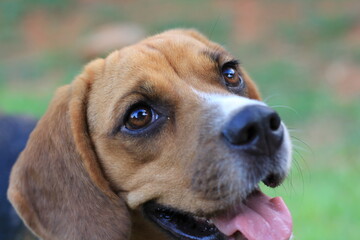 beagle con los ojos bonitos