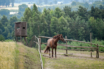 koń © Izabela