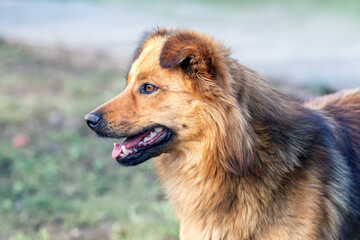Cute shaggy dog on a blurred background in the garden