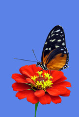 Heliconius hecate butterfly on a Zinnia flower