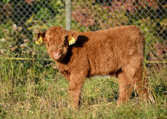 Schottische Hochlandrinder: Kalb