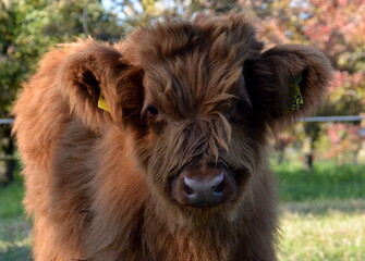 Fototapeta premium Schottische Hochlandrinder: Kalb