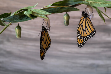 Two monarch butterflies, Danaus plexippuson, drying wings on chrysalis wood gray background