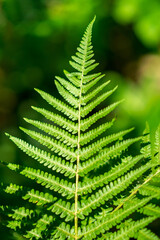 Green fern with a blown out background