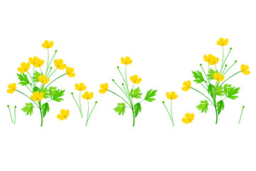 Yellow wildflowers buttercup isolated on white background.