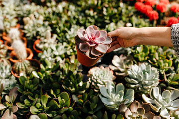 Photo of female hand holding brown pot with succulent against background of green cacti