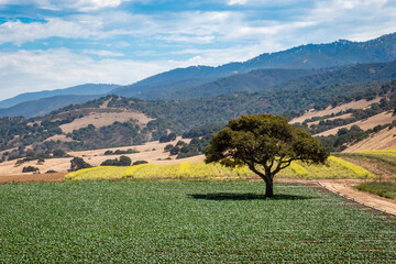 A coastal live oak tree stands alone on a field of lettuce crops, in the Salinas Valley of central California, in Monterey County.  