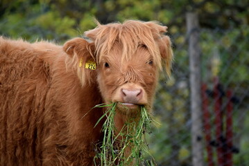 Schottische Hochlandrinder: Kalb