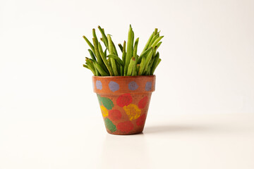 Potted Green Beans