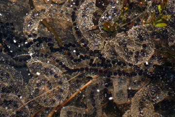 Coils of American toad eggs in a wetland, the start of this amphibian life cycle.