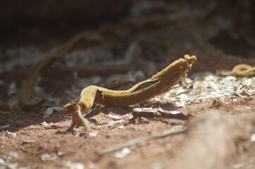 zoom em folhas e galhos secos no chão de terra
