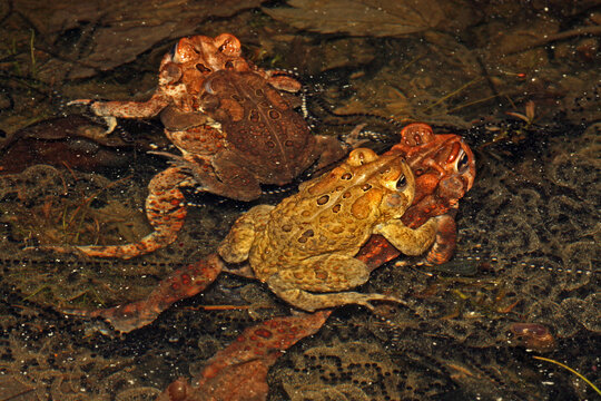 Two pairs of mating American Toads (Anaxyrus americanus) floating in a pond. The male clings to the female's back in a behavior known as amplexus. 
