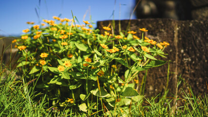 a bunch of small yellow flowers in the garden, closeup of wild flowers in the park