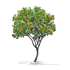 Tangerine tree (Citrus reticulata L.) with mature fruits, Chinese New Year