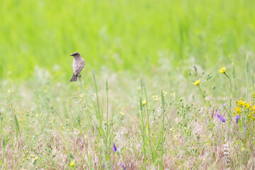 Original photograph of a little bird perched upon the top of a weed in a green meadow