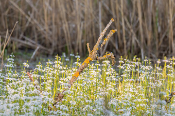 Ekosystem terenów bagiennych - okrężnica bagienna Hottonia palustris