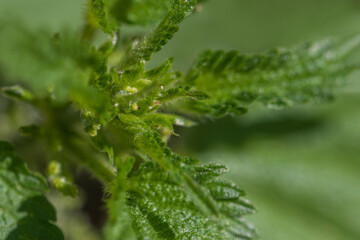 Green fresh nettle close up