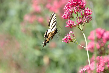 Original nature photograph of a Yellow Swallowtail butterfly feeding from pink milkweed 