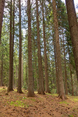 Coniferous Forest Tree Background Landscape of Wild Forest in Autumn. Travel Concept