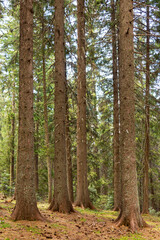 Coniferous Forest Tree Background Landscape of Wild Forest in Autumn. Travel Concept