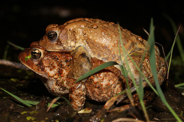 Funny photo of a large male American Toad clinging to the back of a female.  The female is carrying the male on her back. 