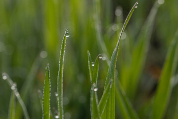 Close up of fresh thick grass with water drops in the early morning