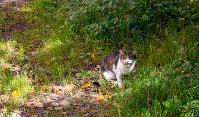 Street cat in a flower bed. Grey furry cat sitting in the green grass.The cat is sitting in the grass looking at the camera