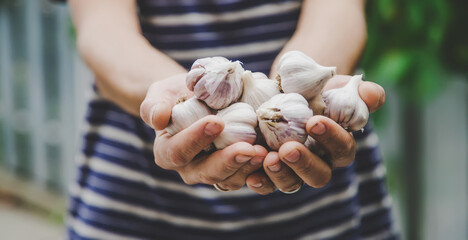 harvest of garlic in the hands of a man. Selective focus.