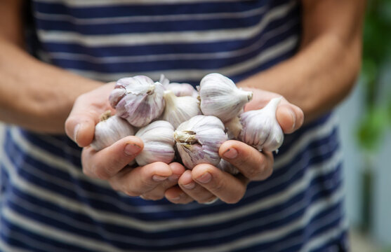 harvest of garlic in the hands of a man. Selective focus.