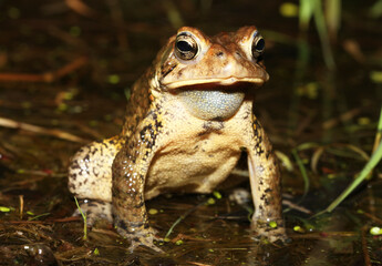 Front view of an American Toad standing in a pond during the mating season. 