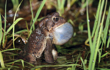 Side view of a male American Toad (Anaxyrus americanus) calling to attract a mate.  His vocal sac is inflated, and his call sounds like a prolonged trill. 